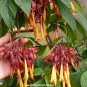 Deppea splendens - 10+ seeds