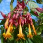 Deppea splendens - 10+ seeds