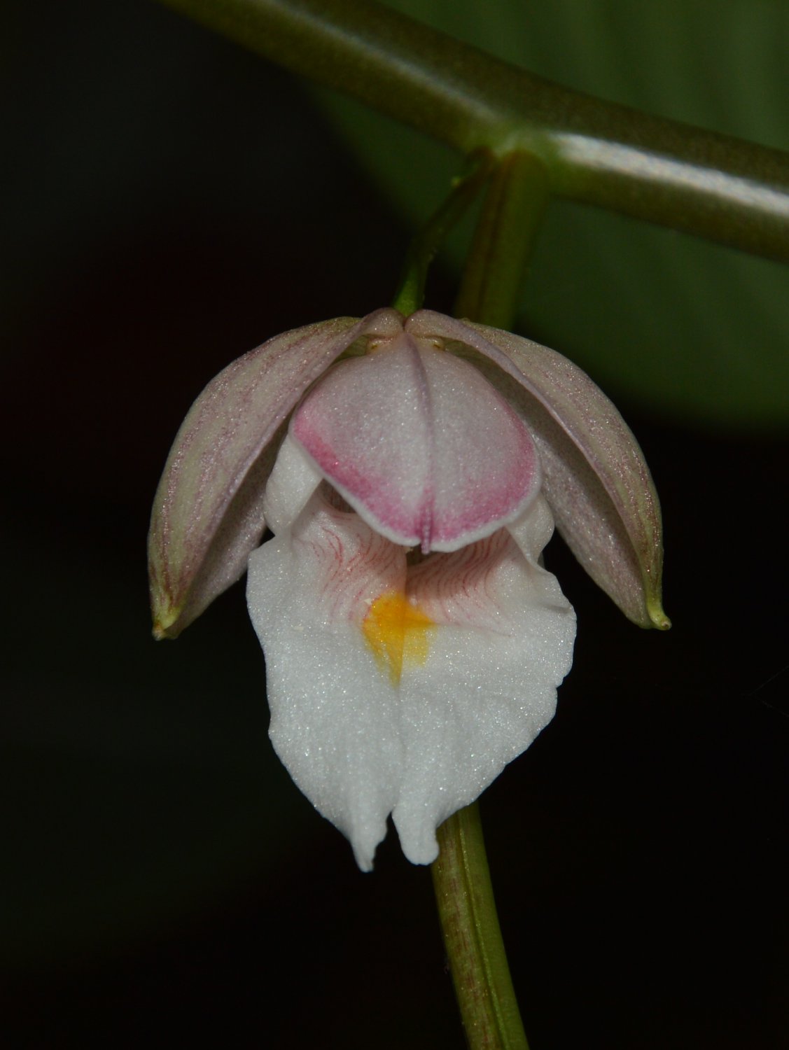 Impatiens parishii - 5 seeds - extremely rare plant