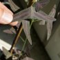 Christia vespertilionis - 10 seeds - very rare plant