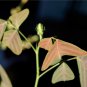 Christia vespertilionis - 10 seeds - very rare plant