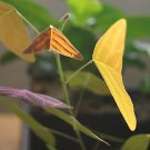Christia vespertilionis - 10 seeds - very rare plant