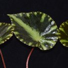 Begonia cleopatrae 20 seeds