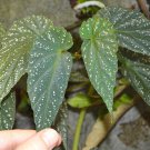 Begonia lukuana - 20 seeds - very rare Begonia species