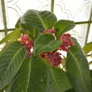 Corytoplectus capitatus  20 seeds - very rare Gesneriad