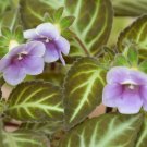 Gloxinella lindeniana  20 seeds - rare gesneriad