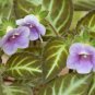 Gloxinella lindeniana  20 seeds - rare gesneriad