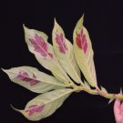 Columnea gigantea  20 seeds - very rare Gesneriad