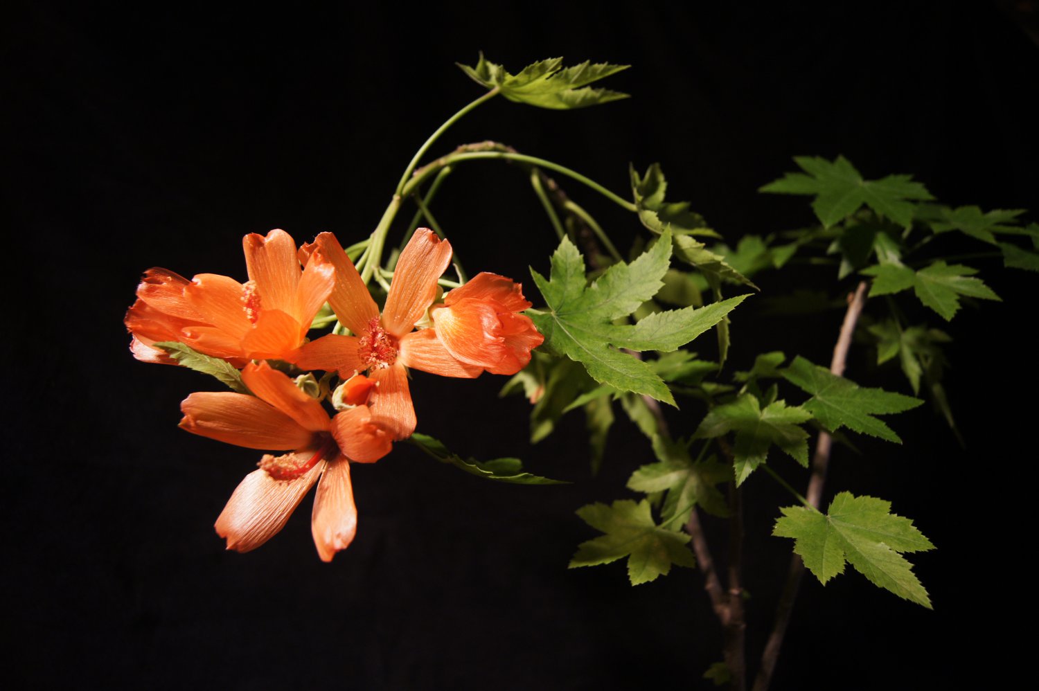 Lavatera phoenicea, 10 seeds, extremely rare endangered plant