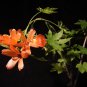 Lavatera phoenicea, 10 seeds, extremely rare endangered plant