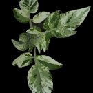 Variegated Tomato - 10 seeds