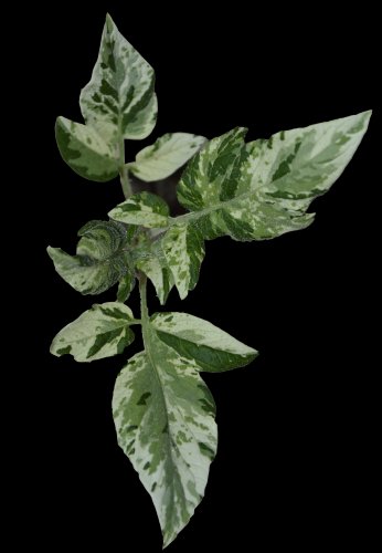 Variegated Tomato - 10 seeds