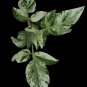 Variegated Tomato - 10 seeds