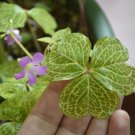 Oxalis corymbosa aureo reticulata - 5 bulbs - rare plant