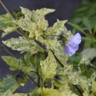 Nicandra physaloides variegata - 10 seeds