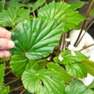 Begonia boquetensis 20+ seeds - rare Begonia species