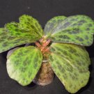 Begonia blancii mottled - 20 seeds - extremely rare plant