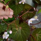 Begonia hernandioides  20+ seeds - very rare plant