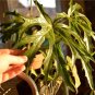 Begonia crassicaulis  20+ seeds - very rare plant