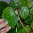 Begonia kellermanii  20+ seeds - very rare plant
