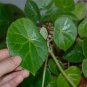 Begonia kellermanii  20+ seeds - very rare plant