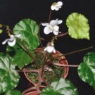 Begonia ionophylla  20 seeds - very rare plant