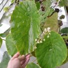 Begonia nelumbiifolia - Water Lily Begonia  20+ seeds - very rare plant