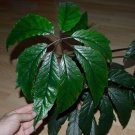 Begonia thiemei  20+ seeds - rare Begonia species
