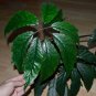Begonia thiemei  20+ seeds - rare Begonia species