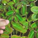 Begonia thelmae  20+ seeds - rare Begonia species