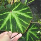 Begonia soli-mutata  20+ seeds - rare Begonia species