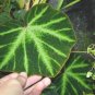 Begonia soli-mutata  20+ seeds - rare Begonia species