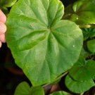 Begonia sericoneura - 20+ seeds - rare Begonia species