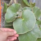 Begonia venosa  20+ seeds - rare Begonia species