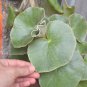 Begonia venosa  20+ seeds - rare Begonia species