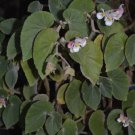 Begonia tomentosa  20+ seeds - rare Begonia species