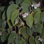 Begonia tomentosa  20+ seeds - rare Begonia species