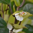 Begonia poculifera  20+ seeds - very rare plant