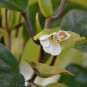 Begonia poculifera  20+ seeds - very rare plant