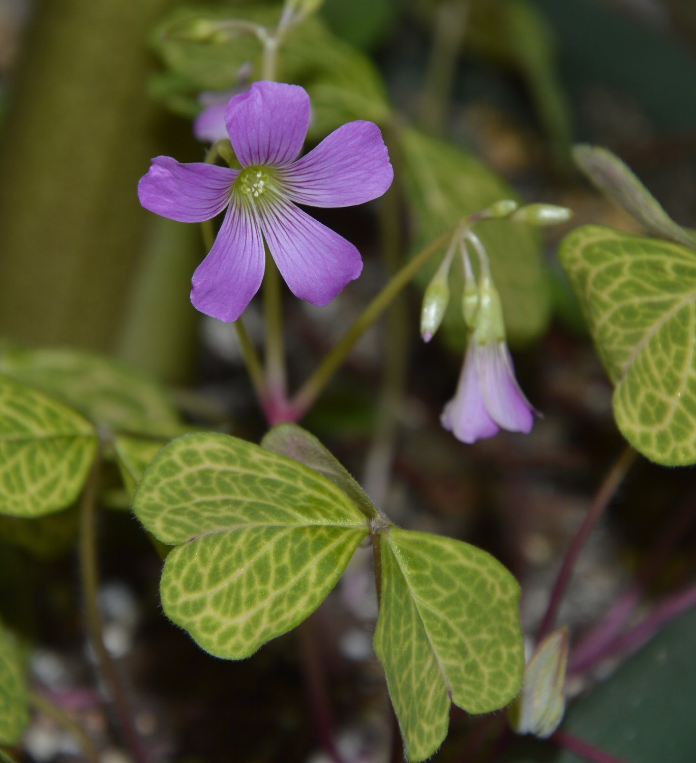 Oxalis Corymbosa Aureo Reticulata 5 Bulbs Rare Plant