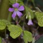 Oxalis corymbosa aureo reticulata - 5 bulbs - rare plant