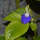 Rhynchoglossum gardneri - 10 seeds - extremely rare Gesneriaceae