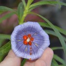 Nesocodon mauritianus, 20 seeds - blue flowers - very rare