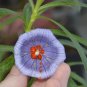 Nesocodon mauritianus, 20 seeds - blue flowers - very rare