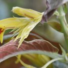 Columnea ericae 10 seeds - very rare Gesneriad