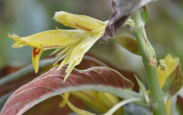 Columnea ericae 10 seeds - very rare Gesneriad