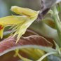 Columnea ericae 10 seeds - very rare Gesneriad