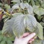Columnea ericae 10 seeds - very rare Gesneriad