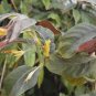 Columnea ericae 10 seeds - very rare Gesneriad