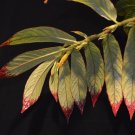 Columnea medicinalis - 10 seeds - very rare gesneriaceae